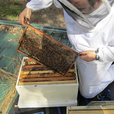 An introduction to bee keeping at home with Doug Purdie (The Urban Beehive)