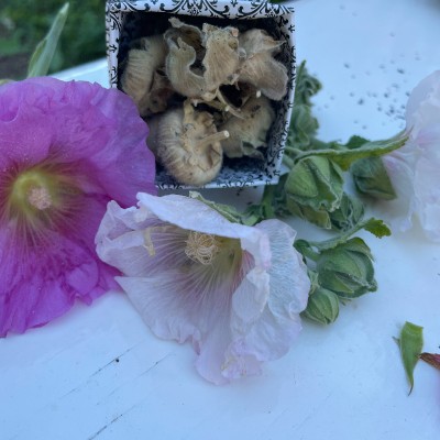 Hollyhock seeds - mixed white, pink, lilac