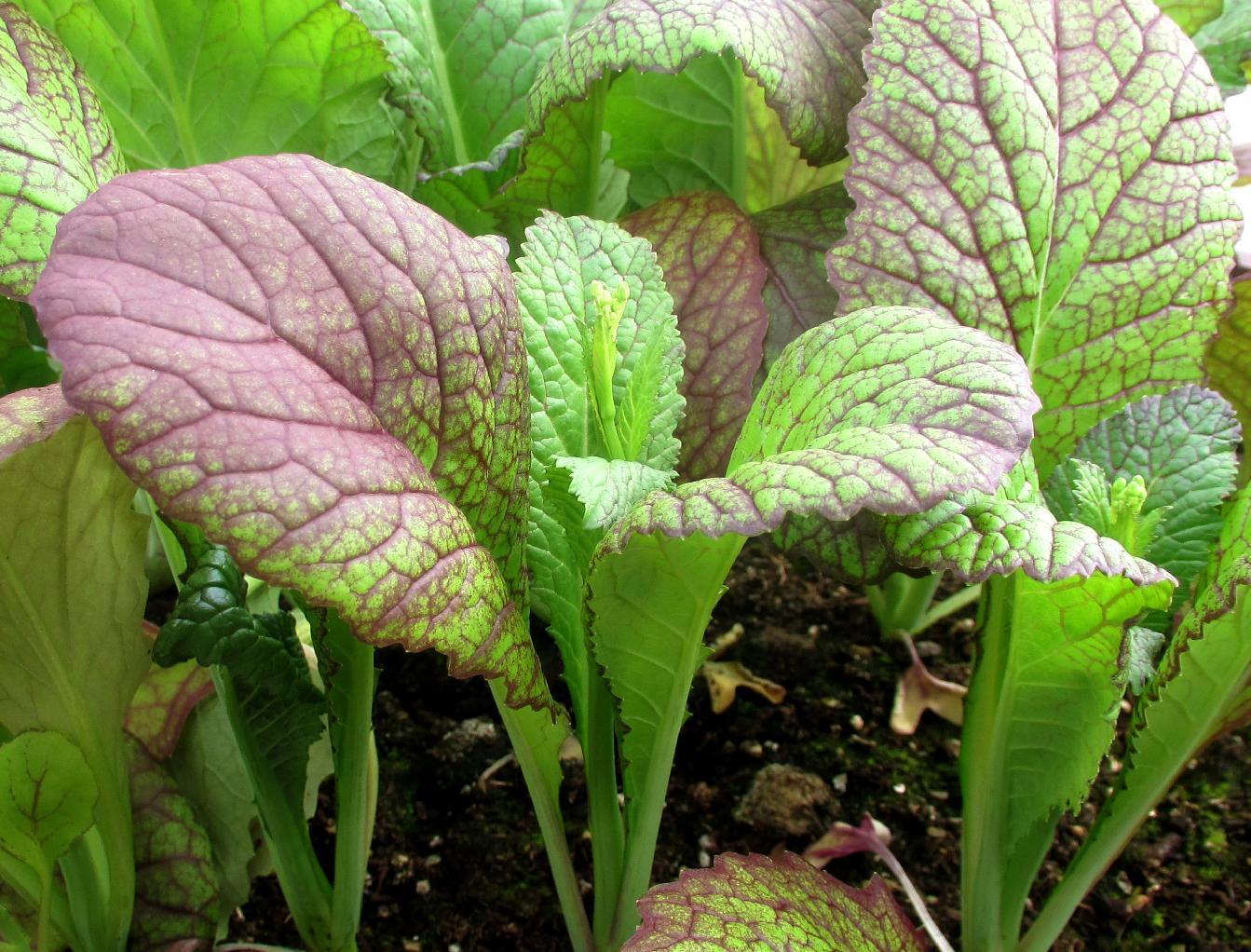 At forurene Juice gear How To Grow Giant Red Mustard - Grow it Local