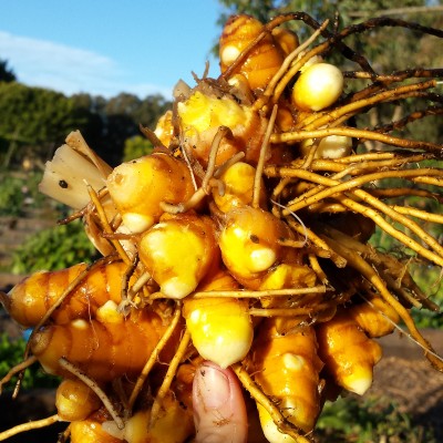 5 kg Organically Grown Turmeric