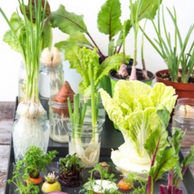 The Best Veggies & Herbs to Regrow From Kitchen Scraps, with Paul West