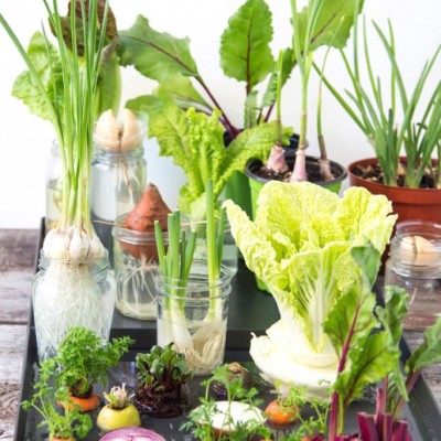 How to regrow from food scraps with Peg Davies