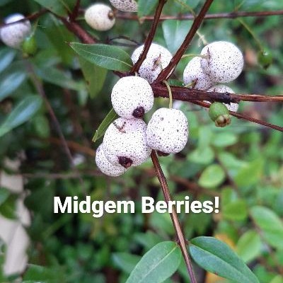 Midgem Berries