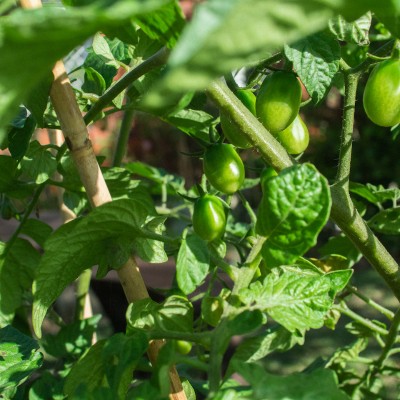 Powerful Tomato Seedlings
