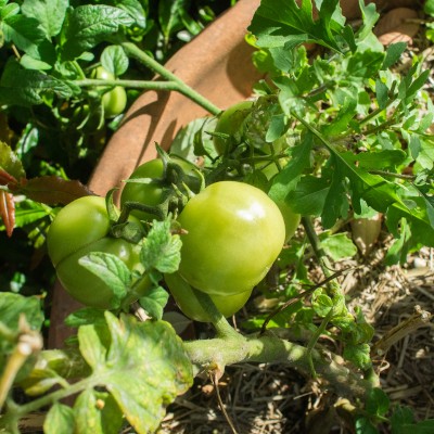Powerful Tomato Seedlings