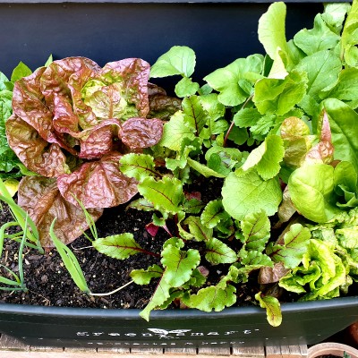 Portable wicking beds