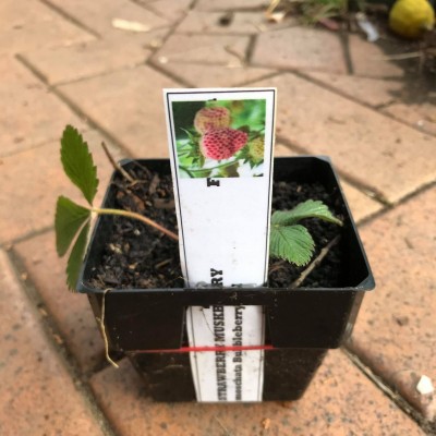 Strawberry - Muskberry / Bubblegum (Fragaria moschata) - Pick up only