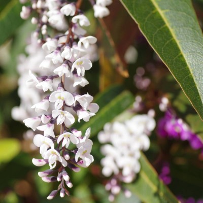 Happy Wanderer - White (Hardenbergia violacea alba) - Pick up only