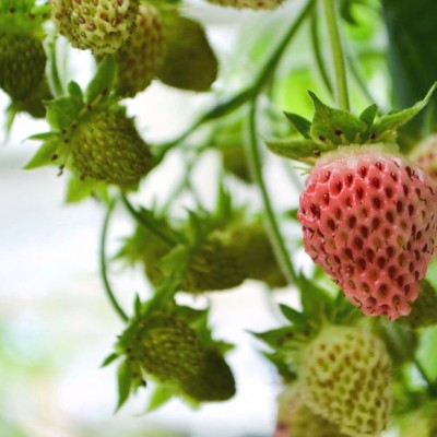 Strawberry - Muskberry / Bubblegum (Fragaria moschata) - Pick up only