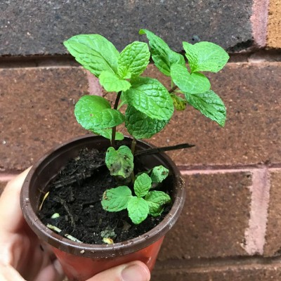 Common Mint (Mentha sp) - Pick up only