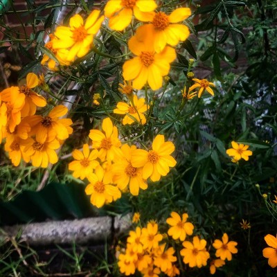 Tree Marigold  (Tagetes lemmonii) - Pick up only