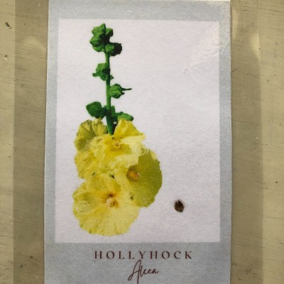 Holly hock seeds