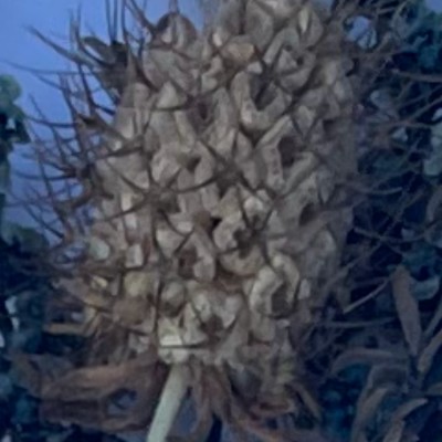 Pincushion Scabiosa seeds - white, mauve - 200 seeds