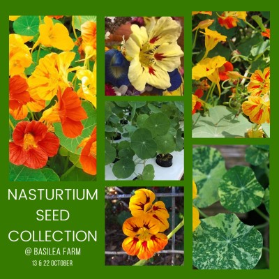 Nasturtium Seed Collection - 22nd October 2023