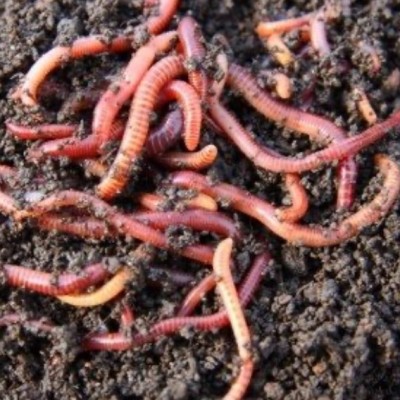 Starter worms