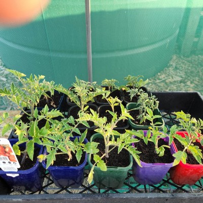 Roma Tomato Seedlings
